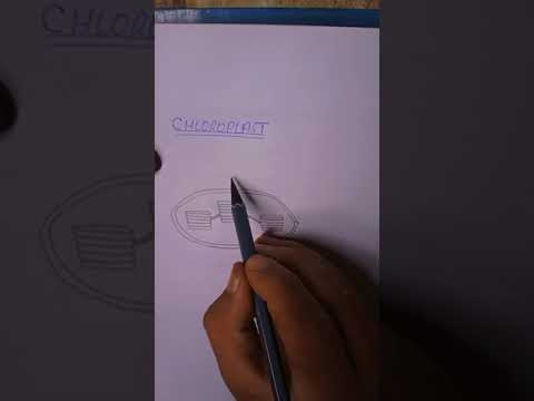 structure of chloroplast