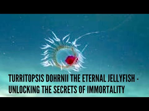 Turritopsis Dohrnii The Eternal Jellyfish Unlocking the Secrets of Immortality